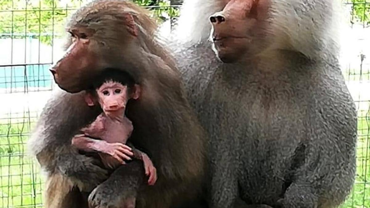 zoo-hunedoara-babuin_37797300