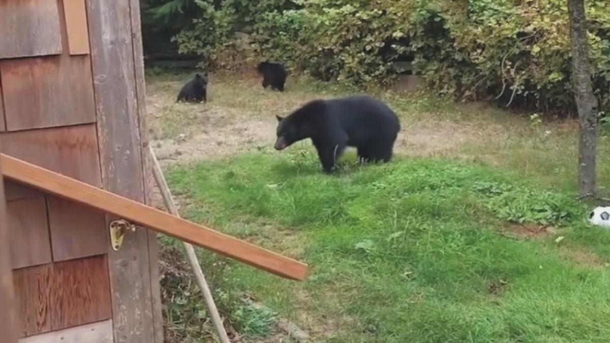 familie_ursi_facebook_93688500