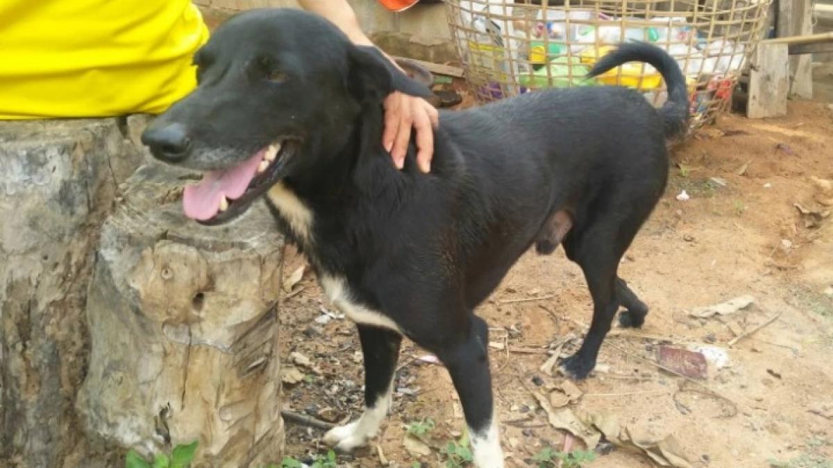 catelul-ping-pong_67319100