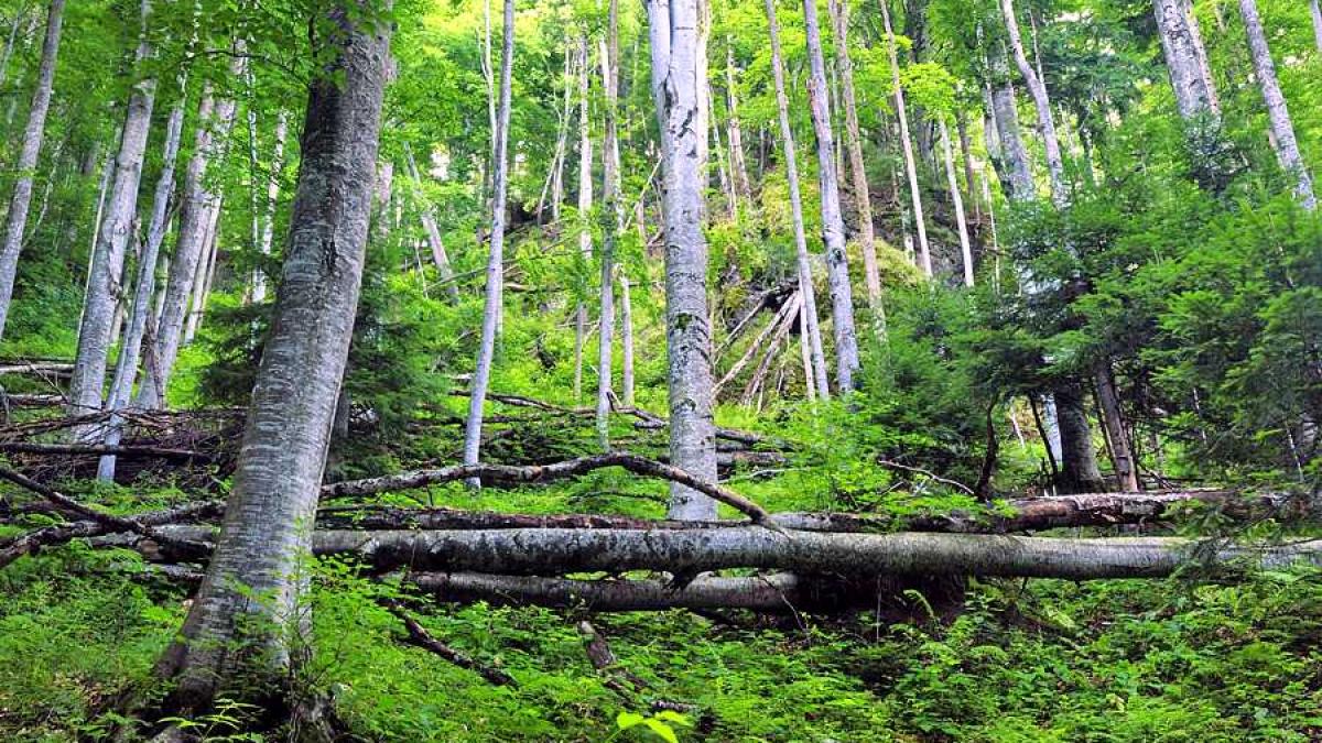 padure_copaci_01_12713900