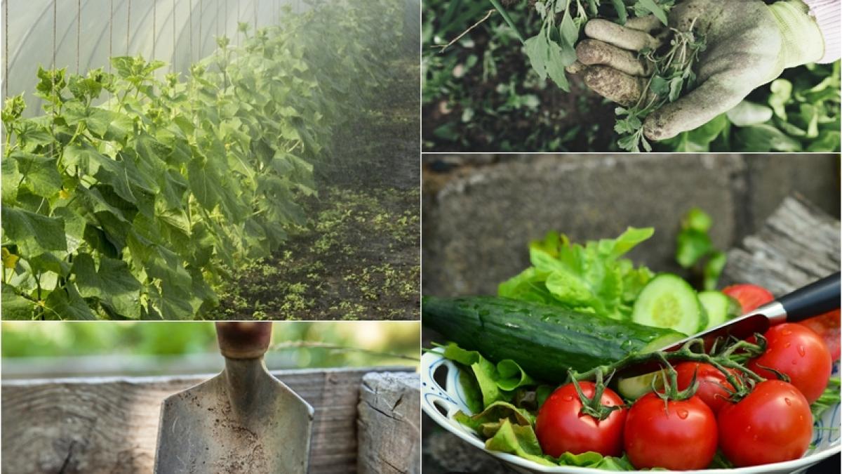 rosii-castraveti-plantare_74557900