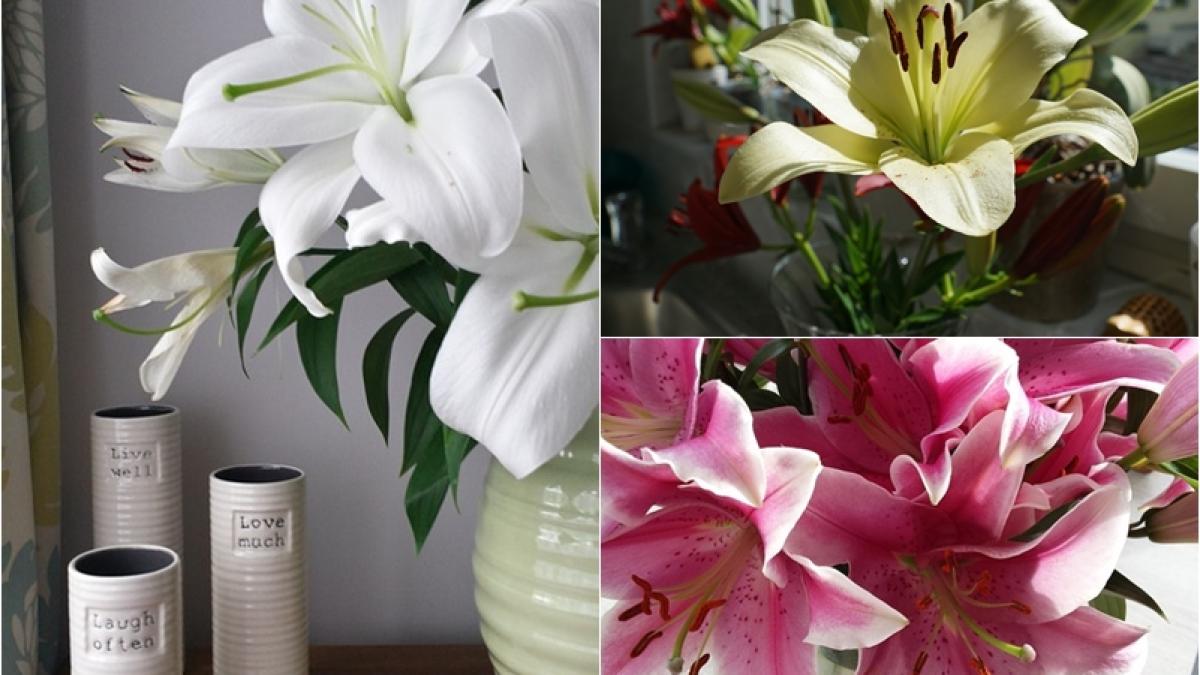 crini-dormitor_87680900