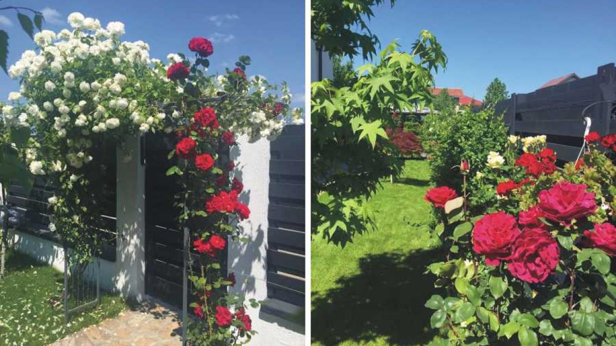 trandafiri_duckadam_66076700