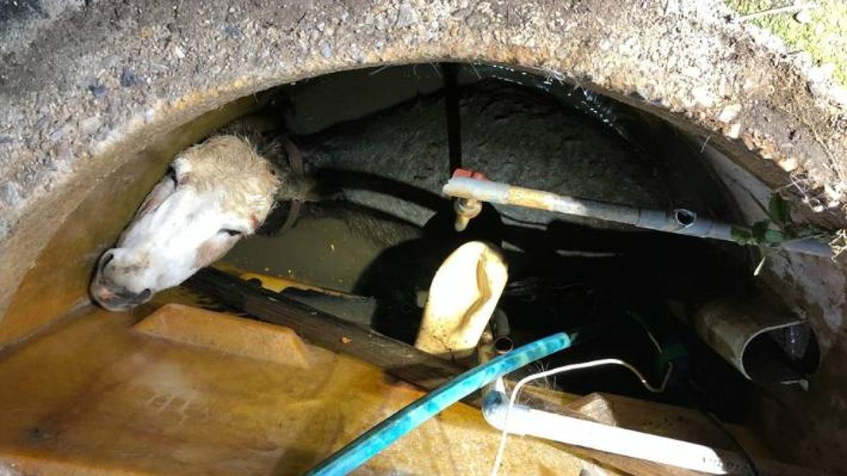 magar-salvat_20749900