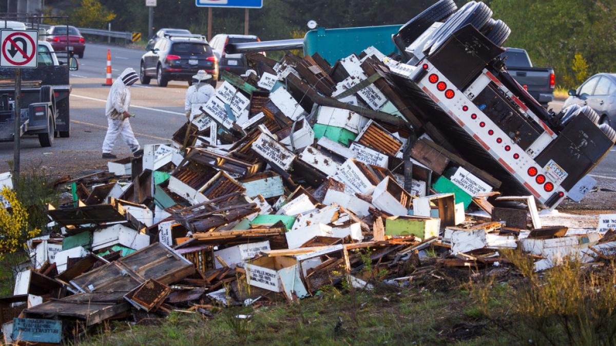 camion-albine-montana_65762400