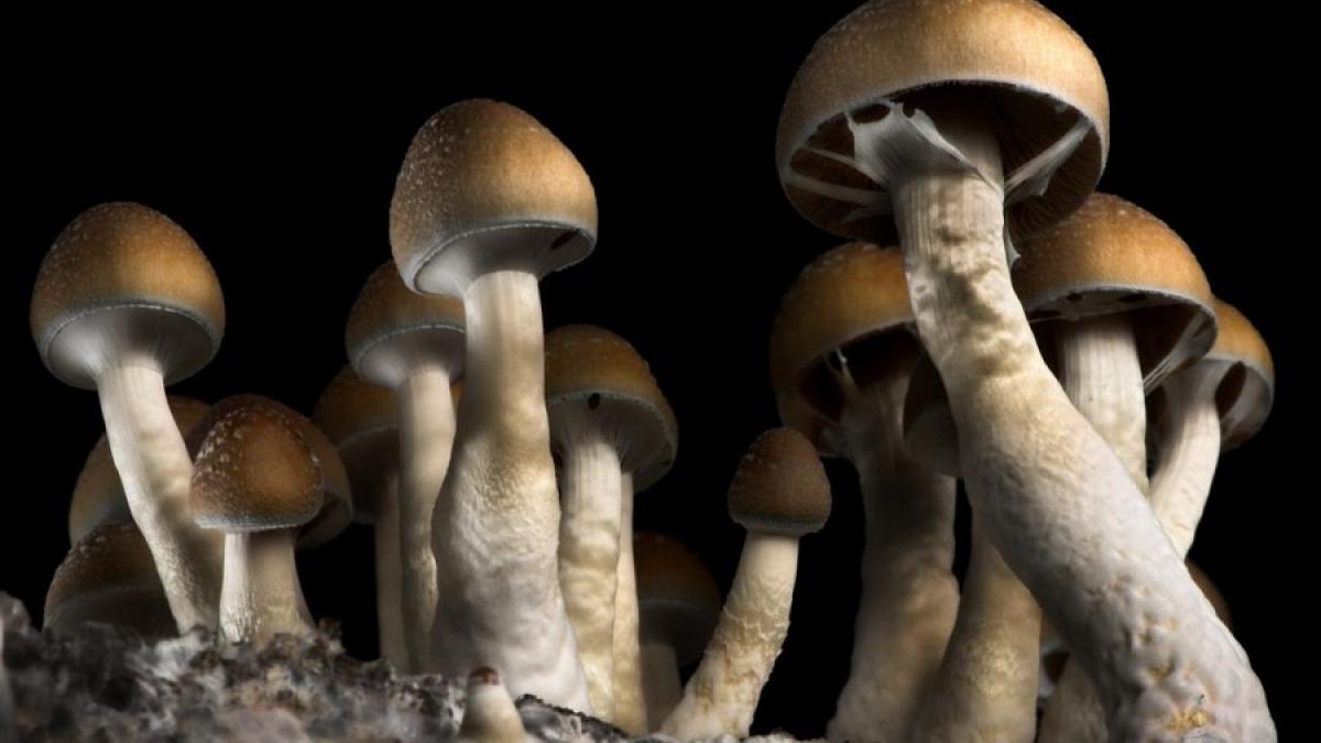 ciuperci_halo_32436500