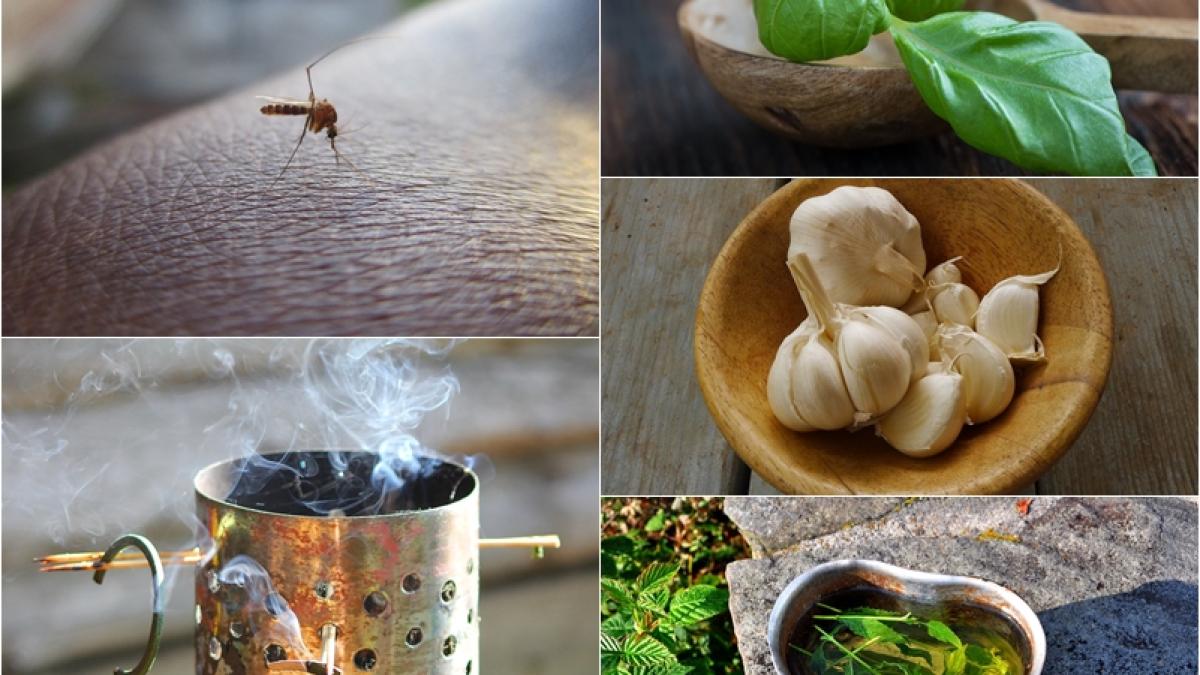 tantari-remedii_14579500