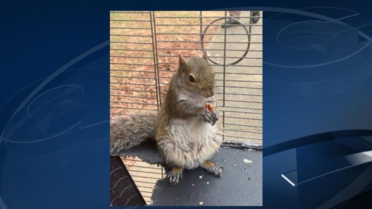 veverita-dopata_55722600