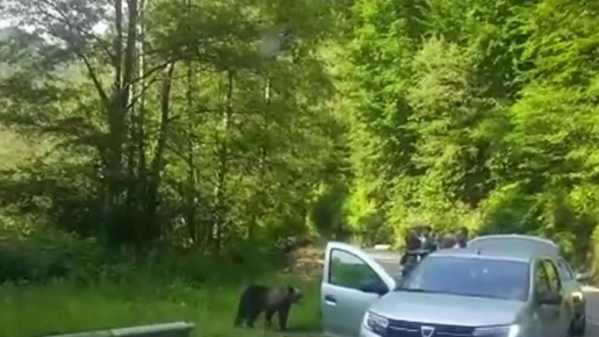 inconstienta-fara-margini-turistii-de-la-barajul-vidraru-s-au-apropiat-de-doi-ursi-flamanzi-ca-sa-601344_89517200