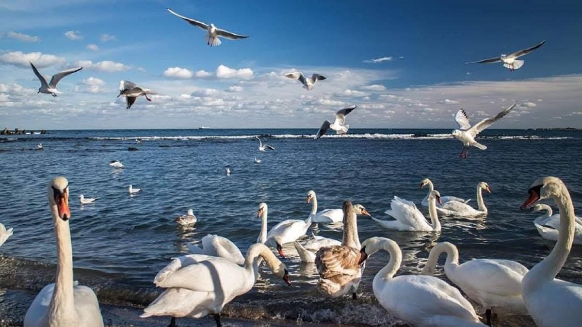 litoral_marea_neagra_lebede_87226200