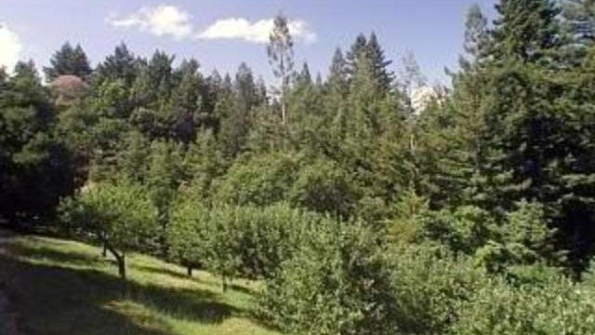 padure-california_30069600