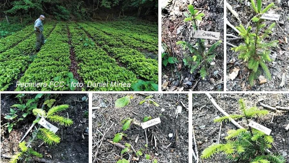 impaduriri_fundatia_carpathia_fagaras_leaota_83208900