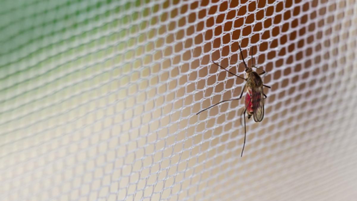 plase_tantari_99523600