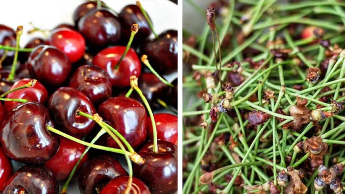 cozi_de_cirese_51128700