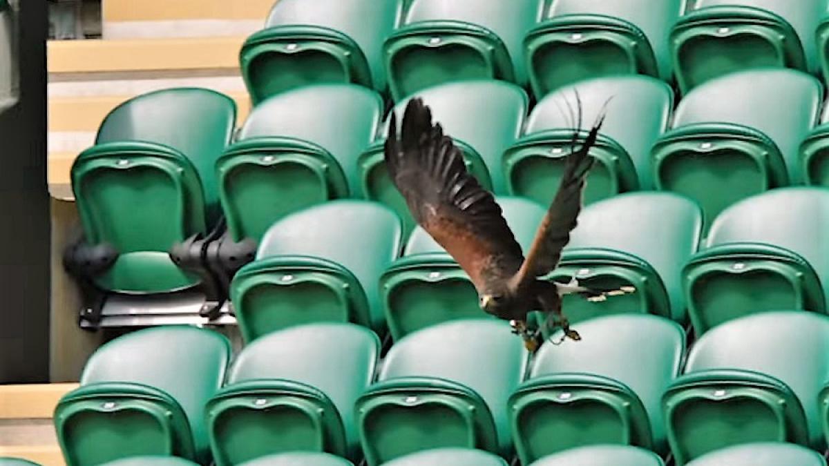 wimbledon_soim_rufus_70712600