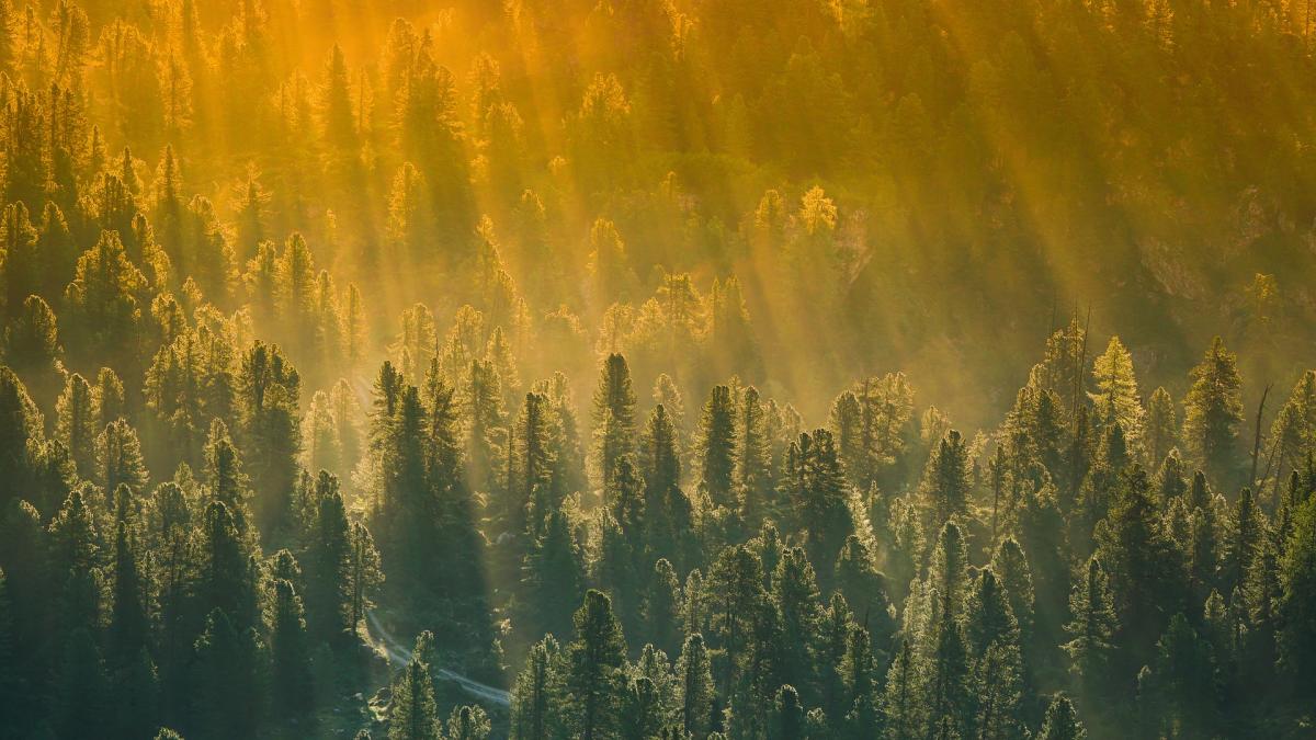 padure-copaci_48233300