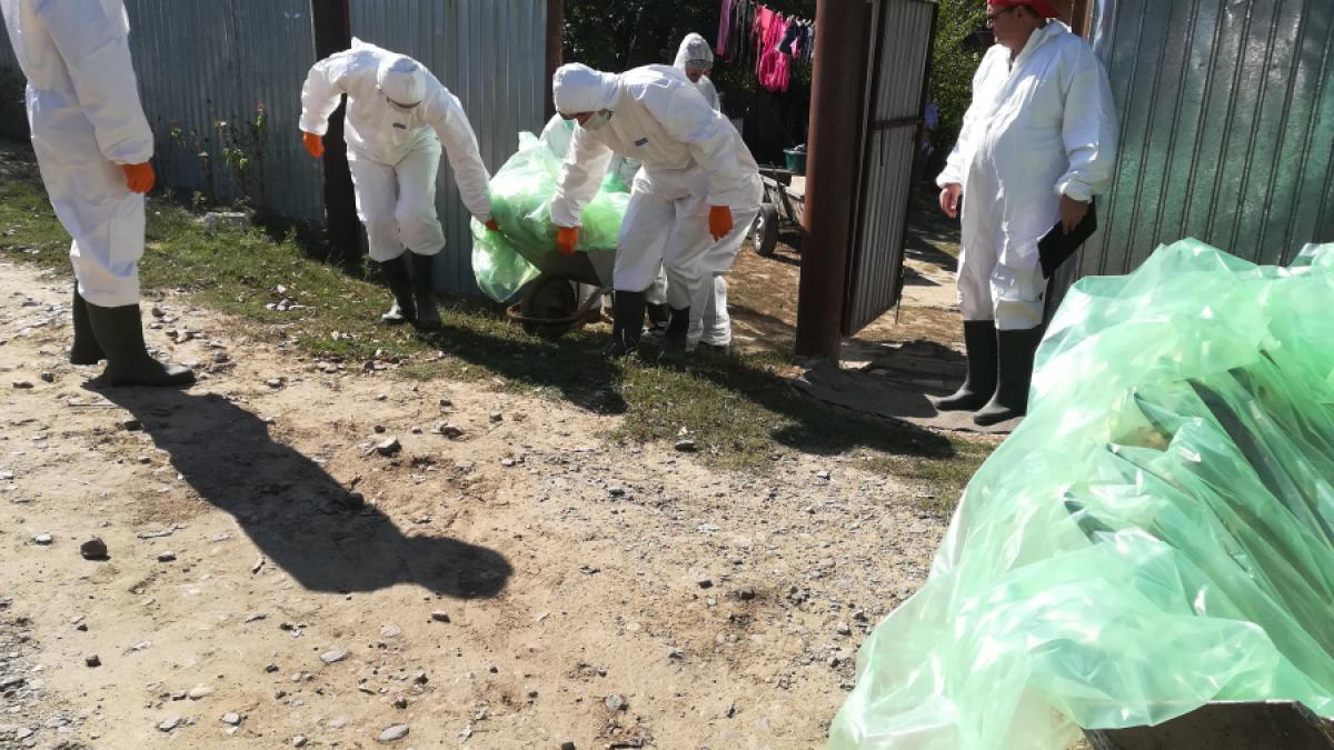 pesta-porcina_14502300