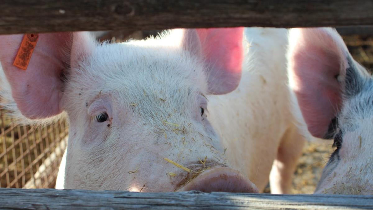 porci_cotet_60611900