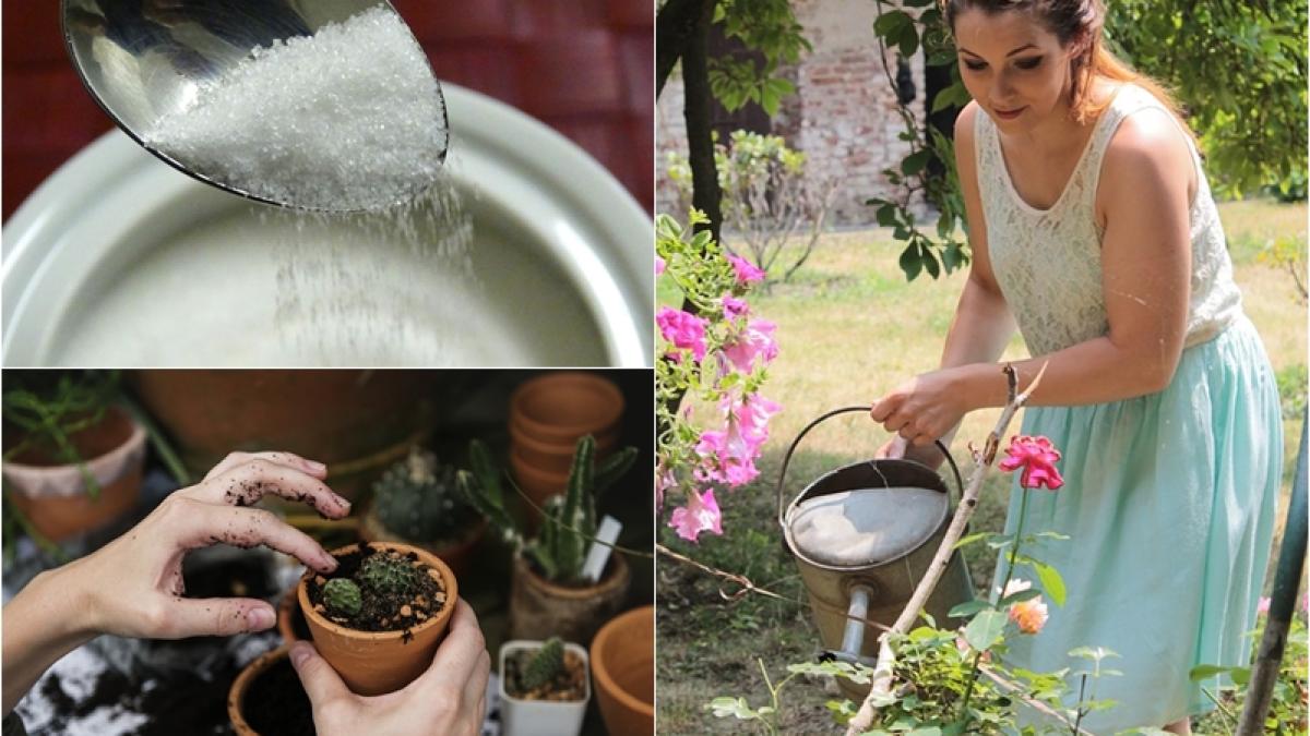 truc-zahar-plante_34627500