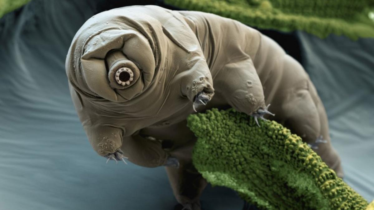 tardigrade_96213100