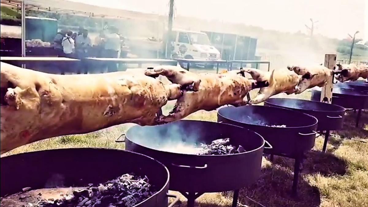 protap_berbeci_record_41363900