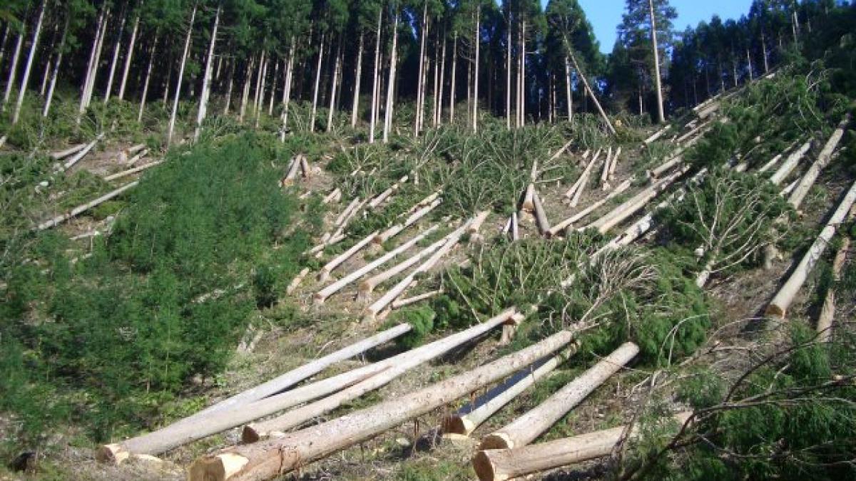 padure_defrisare_78095700