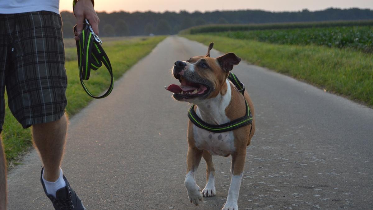 plimbat-caini_87241100