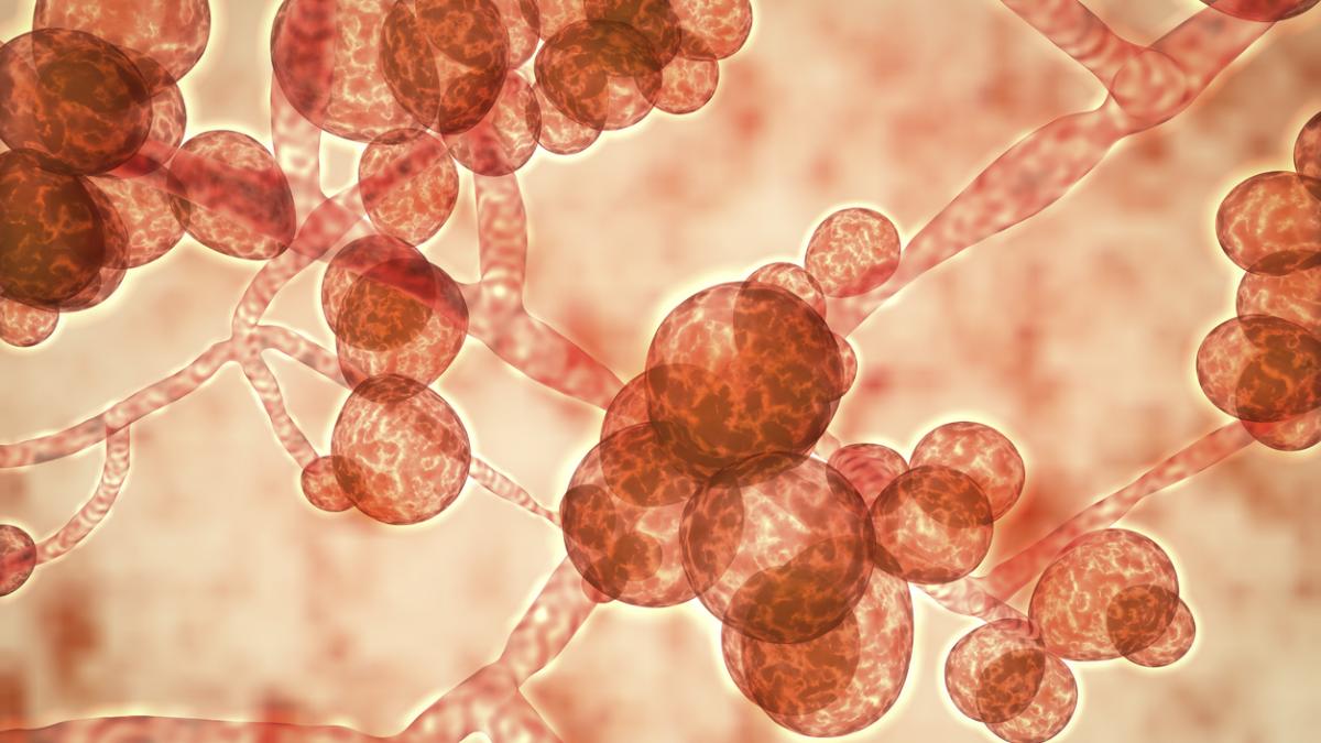 candida-auris_07650900