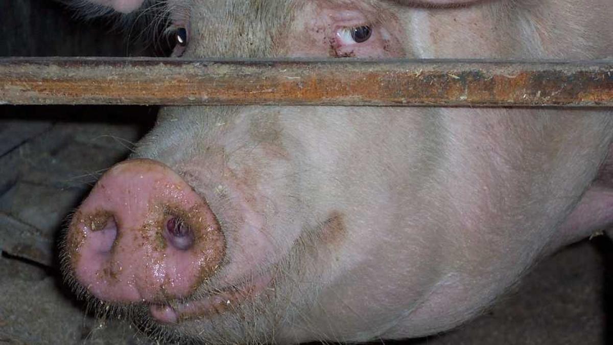 porc_porci_captivitate_17930700