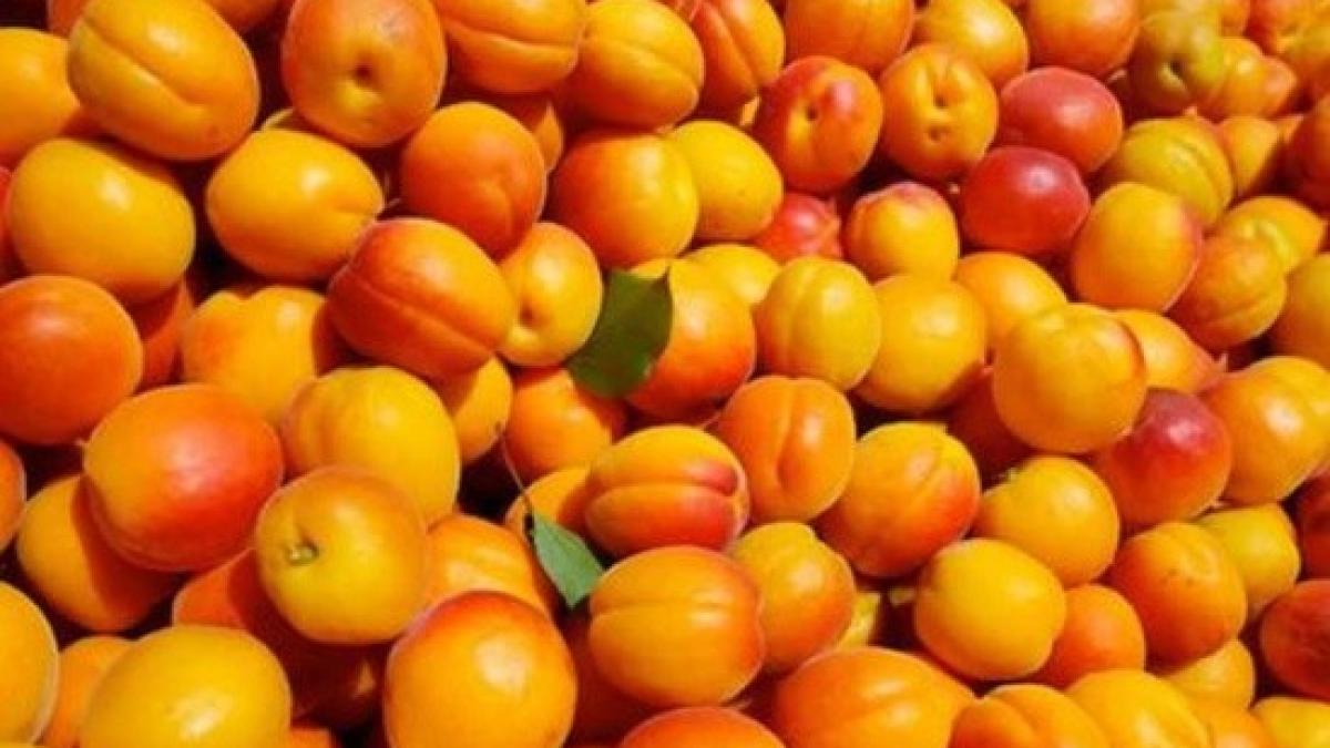 primarul_care_cumpara_din_bugetul_local_o_tona_de_caise_ca_sa_faca_tuica_320161_31357600