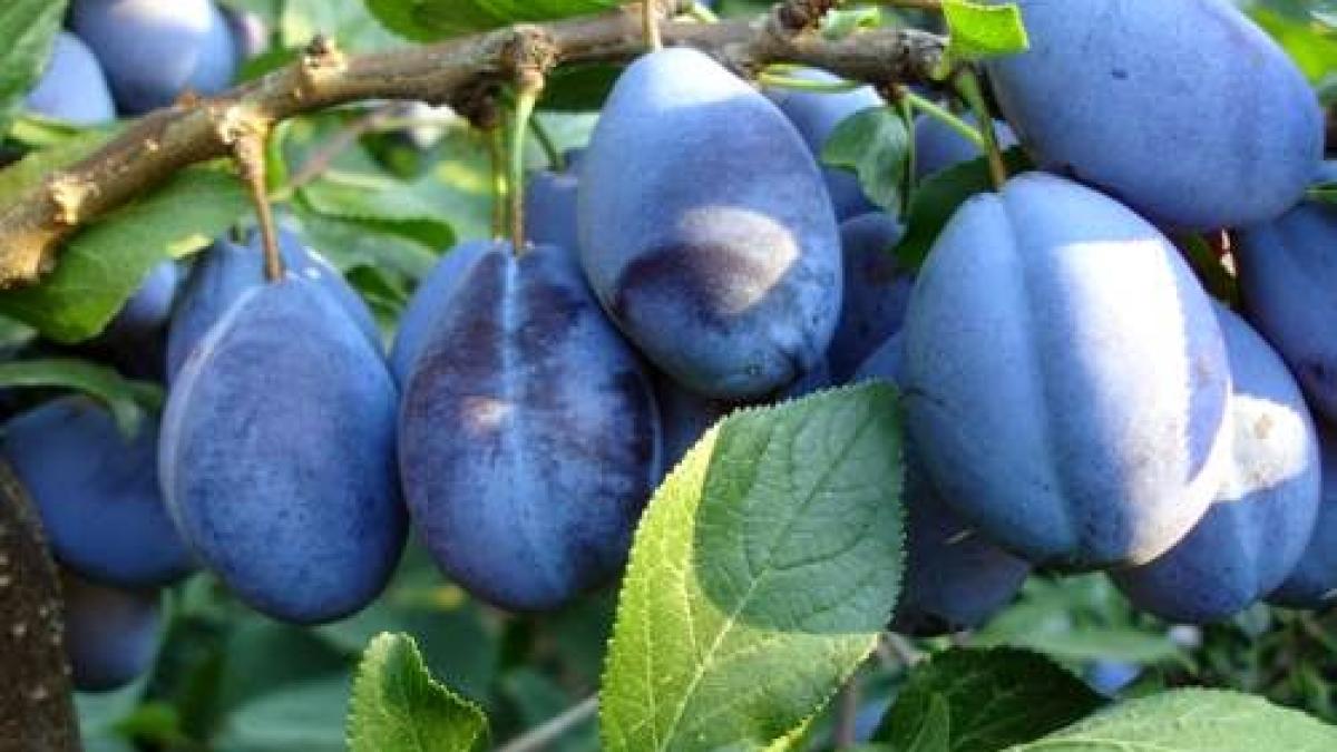 dieta_prune_94885900