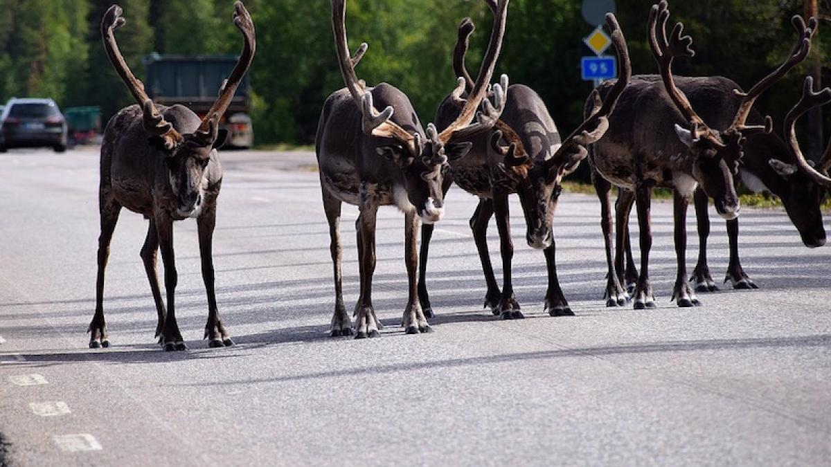 reni_strada_norvegia_72310000