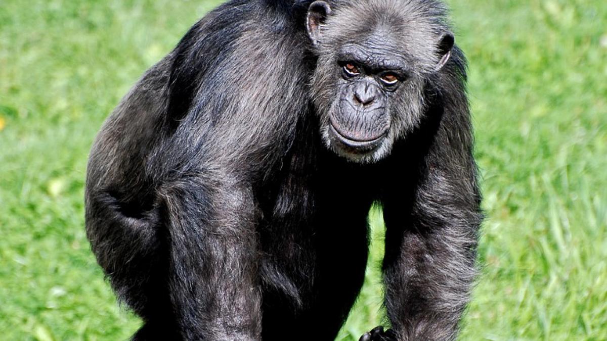 chimpanzee-1102600_960_720_58427600
