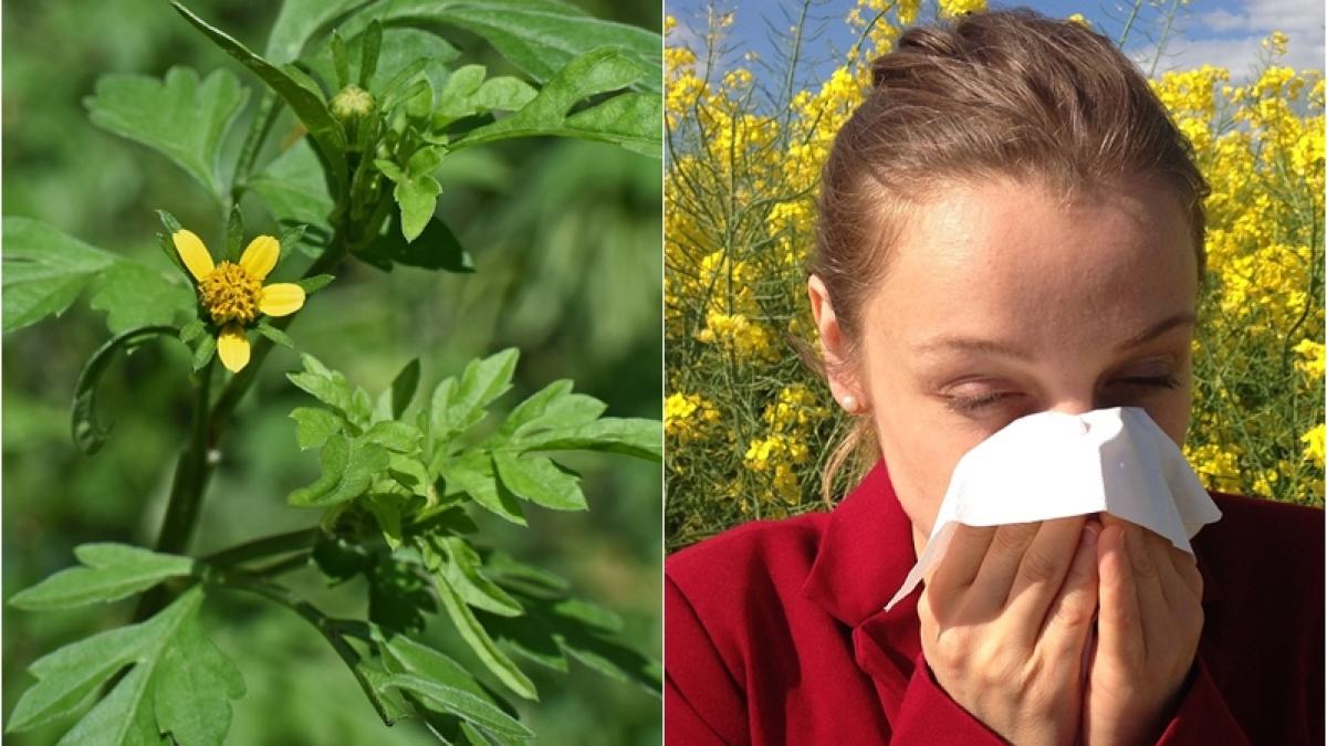 ambrozie-alergie_92303500