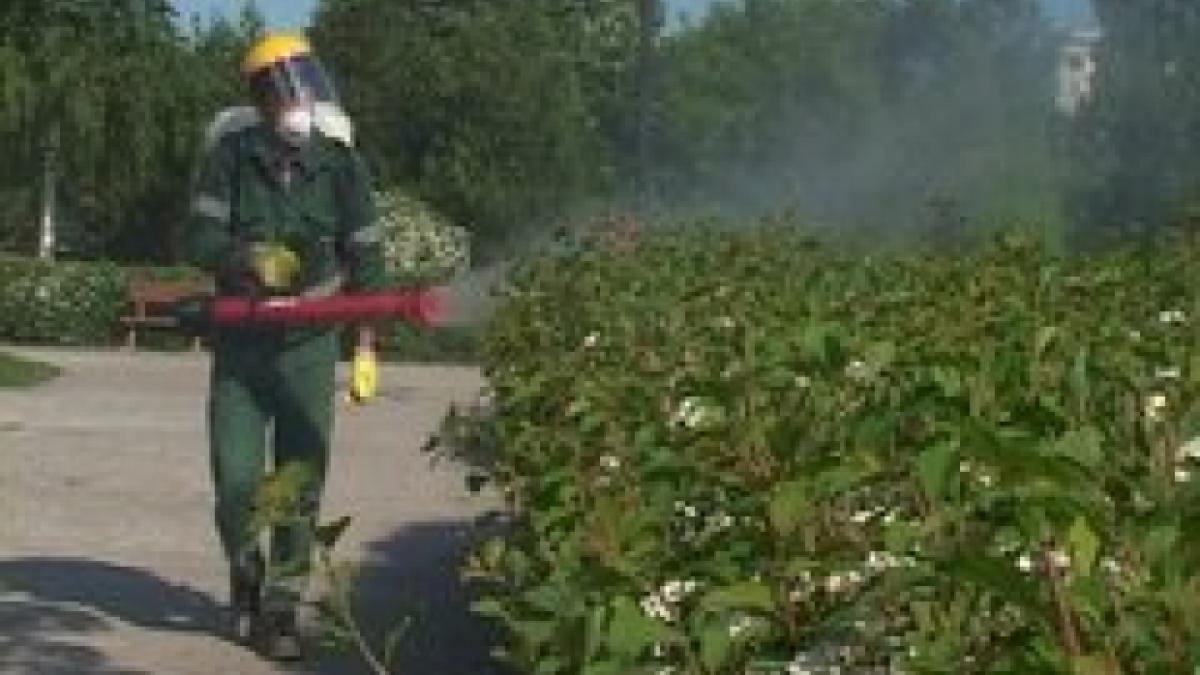 dezinsectie-sectorul-6_18149100