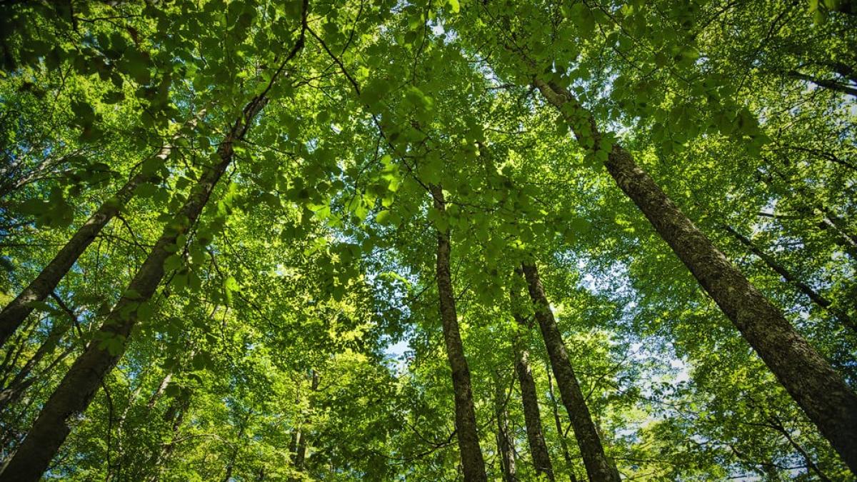 romsilva_foto_padure_19749500