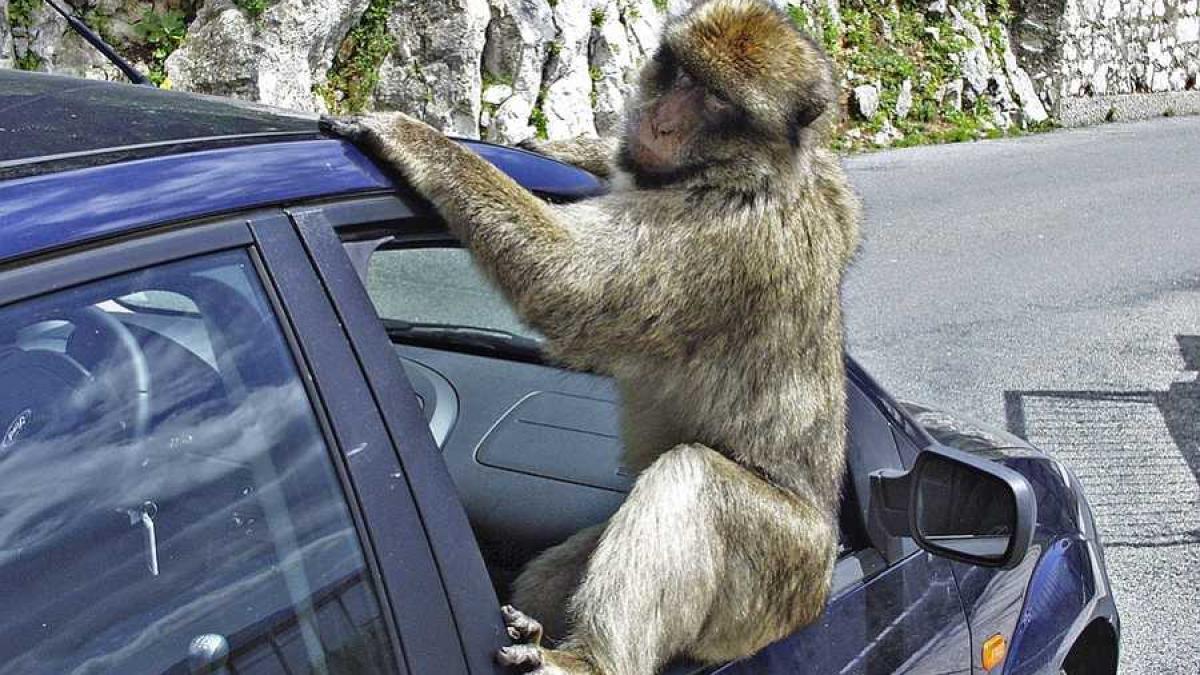 maimuta_masina_18217500