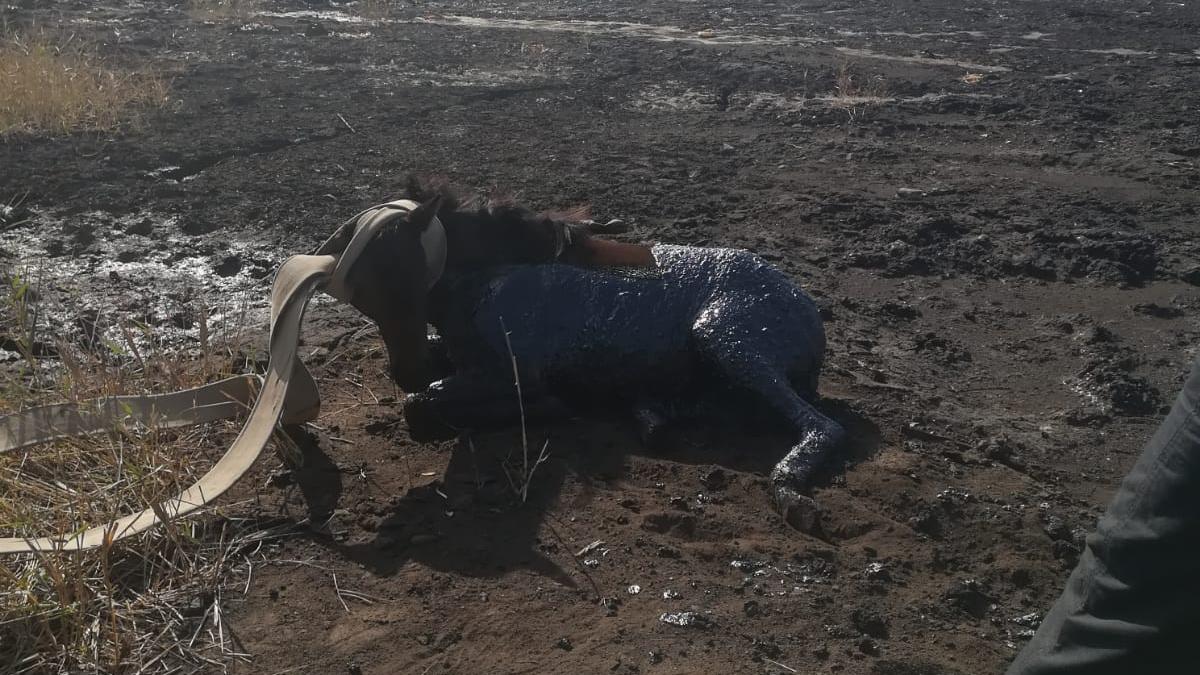 cal-salvat-galati_91483900