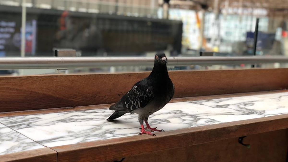 gara_waterloo_porumbel_37383000