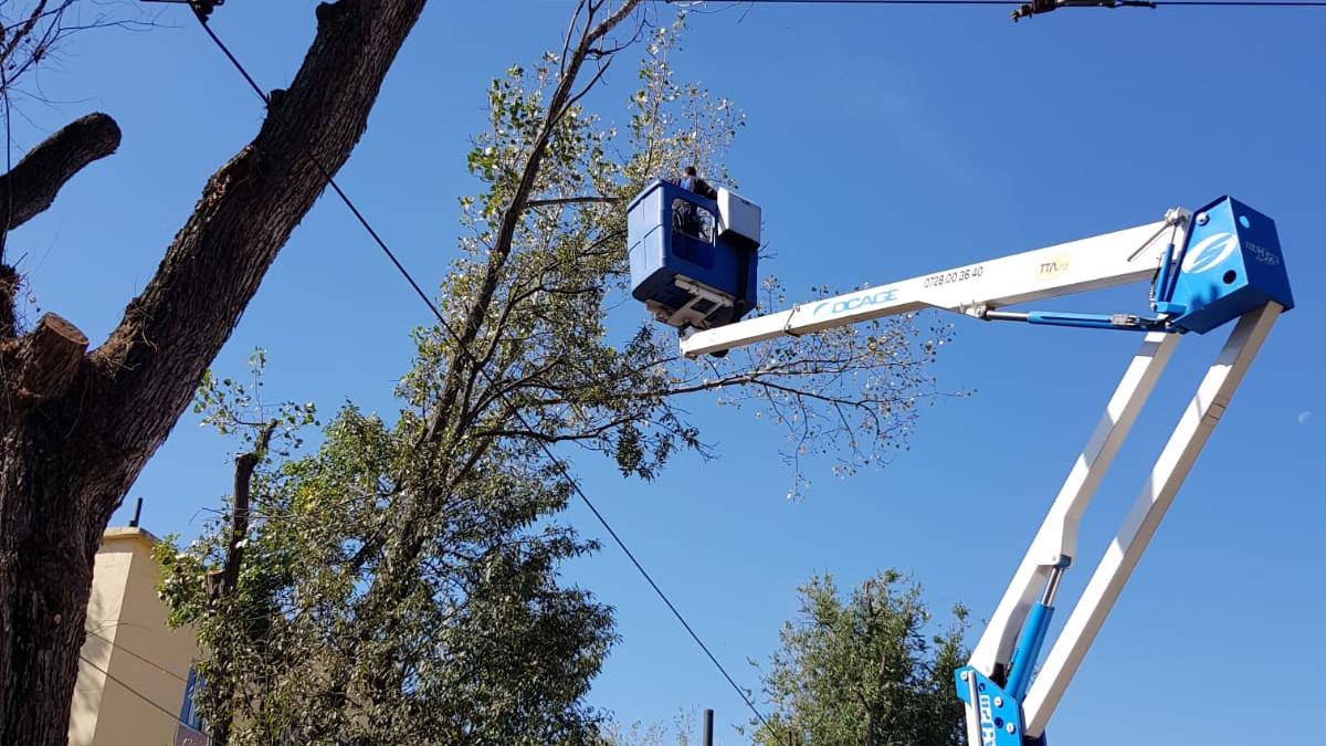 toaletare-copaci_28831800