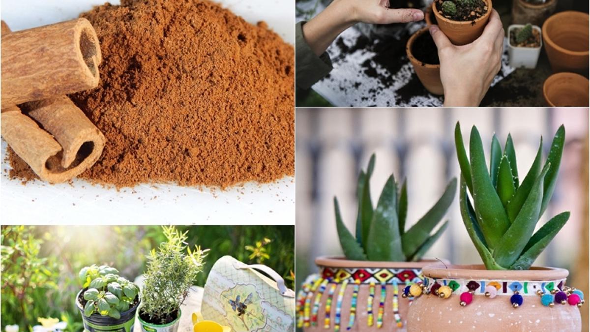 scortisoara-plante_81789400