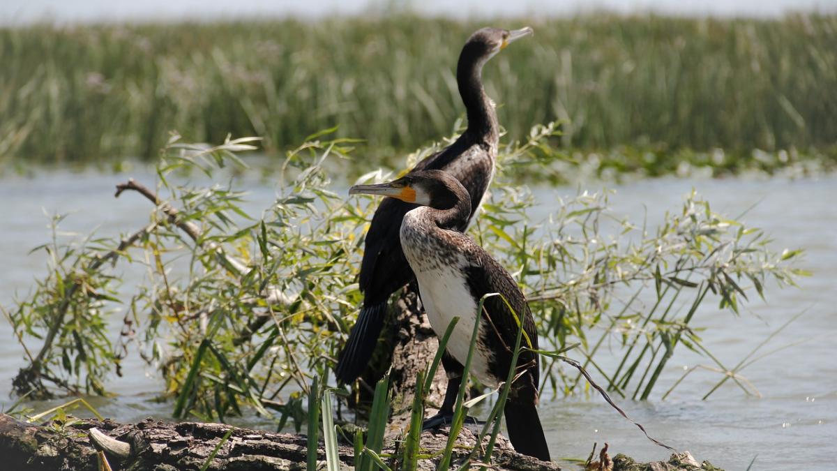 delta-dunarii-fauna_27743300