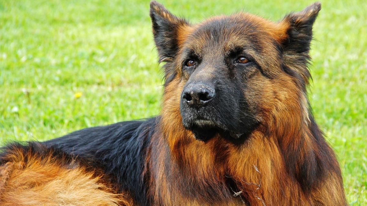 ciobanesc-german_13415200