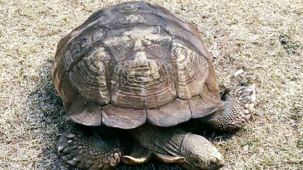 alagba_testoasa_344_ani_79743700