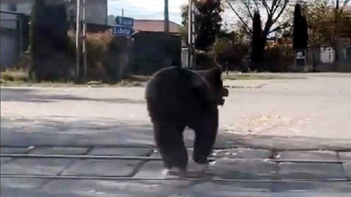 urc_atac_strada_victoria_cpv_18628900