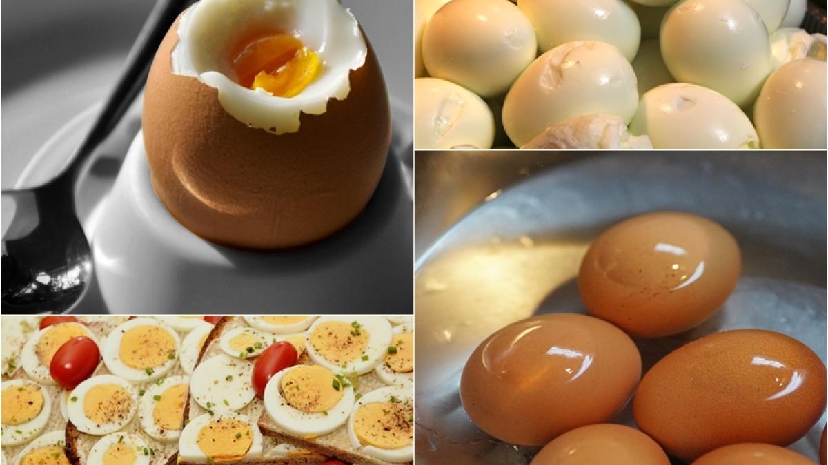 oua-fierte-cat-le-fierbi_72947200