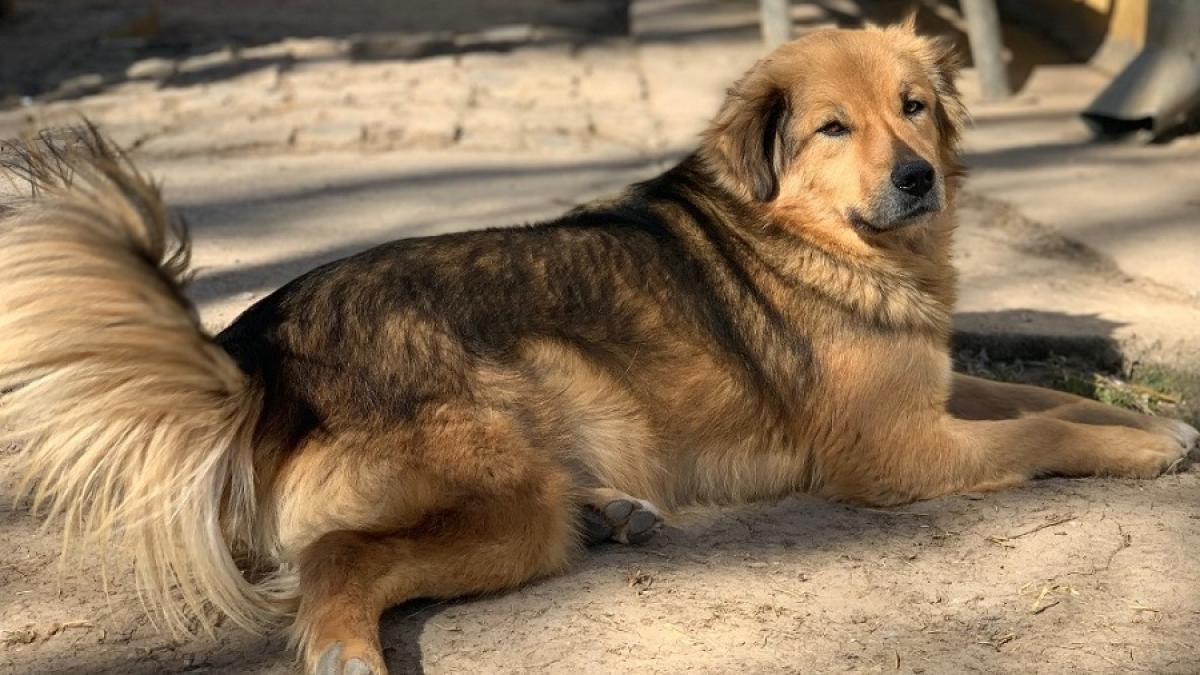 maidanez_caine_65982200