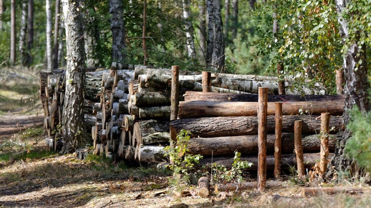 lemne_padure_foc_busteni_bustean_18414400