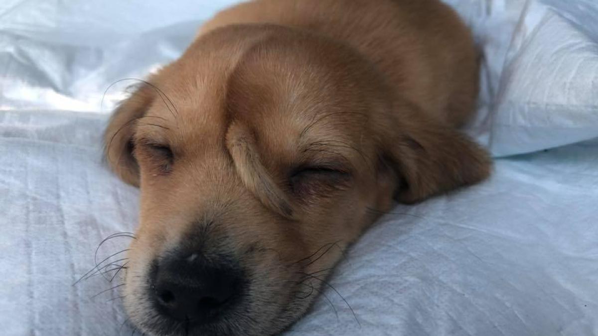 75474135_2572118116202475_733257518515486720_n_11310400