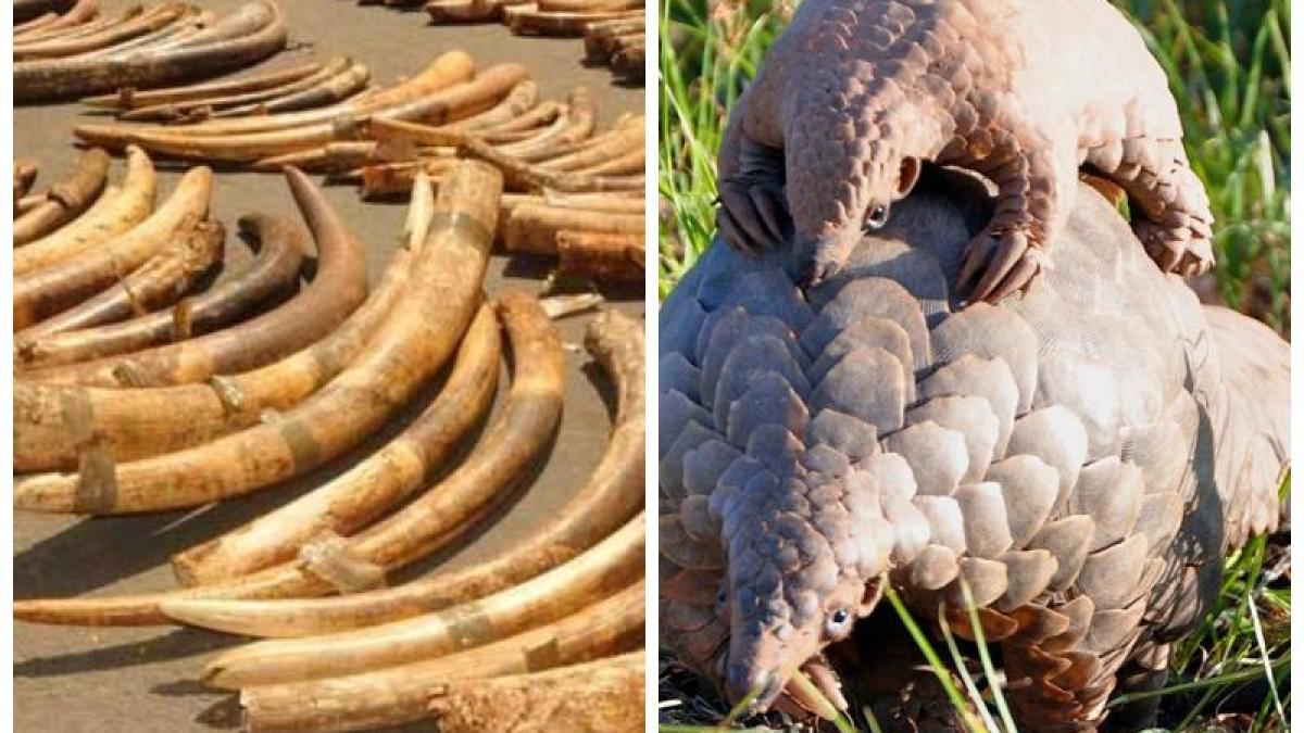 fildes_pangolin_59910200